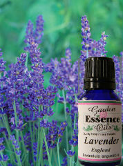Garden Essence Oils Lavender