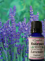 Garden Essence Oils lavender