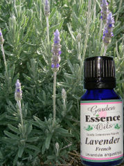 Garden Essence Oils Lavender