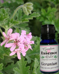 Geranium, 15 ml. Geranium essential oil