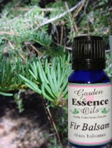 Fir Balsam, 15 ml.  Garden Essence Oils Fir Balsam,essential oils for arthritis,essential oils for arthritis,essential oils for bronchitis