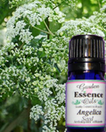 Angelica Seed, 15 ml.  Garden Essence Oils Angelica Seed,Angelica Seed essential oil