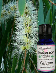 Cajeput, 2 oz Garden Essence Oils Cajeput,cajeput essential oil