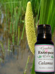 Calamus, 15 ml. Garden Essence Oils Calamus,calamus essential oil