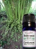 Cardamom, 15 ml. Garden Essence Oils Cardamom,essential oils for mental fatigue