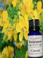 Cassia, 15 ml. Garden Essence Oils Cassia,essentil oils for nausea,essential oils for gas