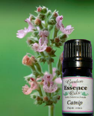 Catnip, 5 ml. Garden Essence Oils Catnip,essential oils that are repellent,essential oils that are relaxing