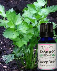 Celery Seed, 15 ml. Garden Essence Oils Celery Seed,essential oils for relaxation