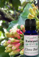 Clove Bud, 4 oz. Garden Essence Oils Clove Bud,essential oils for tooth ache