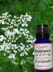 Coriander, 15 ml. Garden Essence Oils Coriander,essential oils to remove toxins,essential oils for inflammation