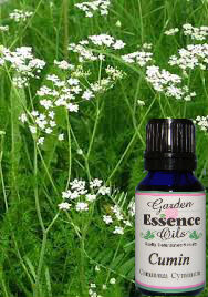 Cumin, Black 15 ml. Garden Essence Oils Cumin,essential oils for arthritis,essential oils for muscle pain