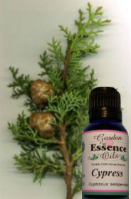 Cypress, 15 ml. Garden Essence Oils Cypress,essential oils for cellulite,essential oils for varicose veins