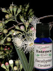 Eucalyptus Citridora, 15 ml. Garden Essence Oils Eucalyptus Citridora,essential oils that are anti infectious