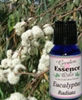 Eucalyptus Radiata, 15 ml. Garden Essence Oils Eucalyptus Radiata,essential oil for respiraory,essential oil for asthma 