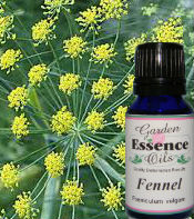 Fennel, 15 ml. Garden Essence Oils Fennel