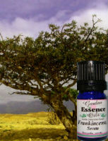Frankincense Boswellia serrata, 15 ml. Garden Essence Oils Frankincense,Frankincense essential oil