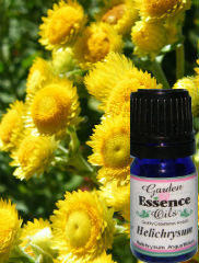 Helichrysum Angustifolium, 15 ml. Garden Essence Oils Helichrysum