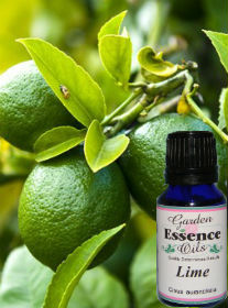 Lime, 15 ml. Garden Essence Oils Lime,lime essential oil