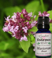 Marjoram, Sweet 15 ml. Garden Essence Oils Marjoram,marjoram essential oil