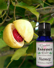 Nutmeg, 15 ml. Garden Essence Oils Nutmeg,nutmeg essential oil