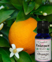 Orange, Sweet 15 ml. Garden Essence Oils Orange,orange essential oil