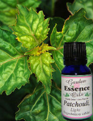 Patchouli, 15 ml. Garden Essence Oils Patchouli,patchouli essential oil