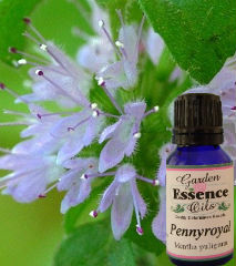 Pennyroyal, 15 ml. Garden Essence Oils Pennyroyal,pennyroyal essential oil