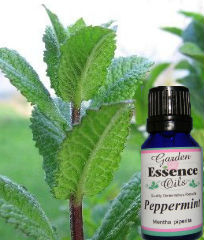 Peppermint, 2 oz. Garden Essence Oils Peppermint,peppermint essential oil