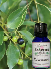Ravensara, 15 ml. Garden Essence Oils Ravensara,ravinsara essential oil