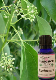 Ravintsara, 15 ml. Garden Essence Oils Ravintsara,ravintsara essential oil