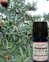 Sandalwood, 5 ml. Garden Essence Oils Sandalwood,sandalwood essential oil
