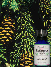 Spruce, 15 ml. Garden Essence Oils Spruce,spruce essential oil