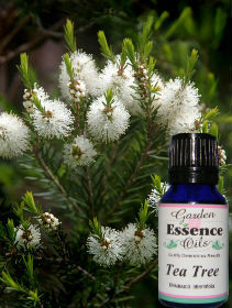 Tea Tree, 4 oz. Garden Essence Oils Tea Tree oil,Tea Tree essential oil