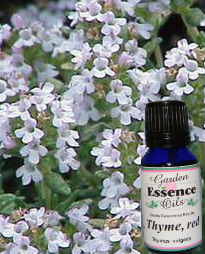 Thyme - Red, 15 ml. Garden Essence Oils Thyme,Thyme essential oil