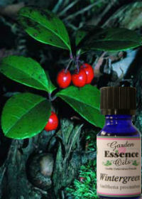 Wintergreen, 15 ml. Garden Essence Oils Wintergreen,wintergreen essential oil